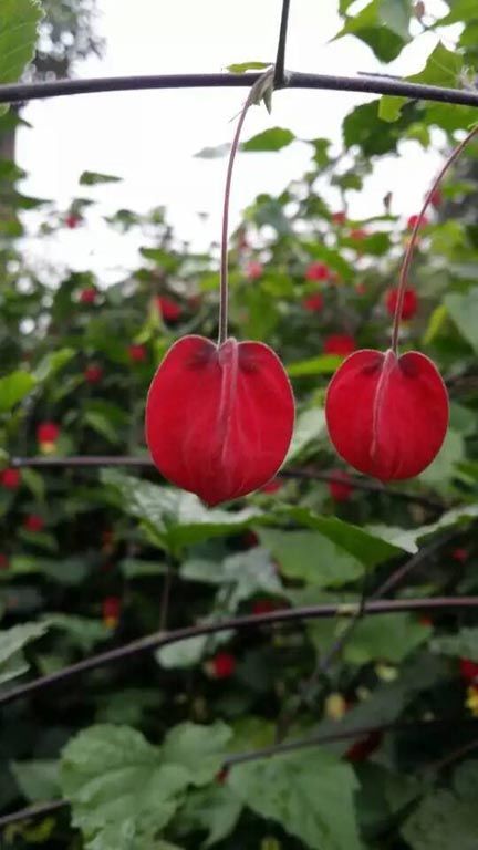 【菌】生物菌有機肥_微生物菌劑_益生菌