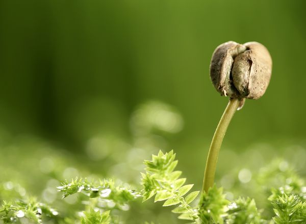 有機肥氮磷鉀養(yǎng)分如何更合理的分配和有效施用