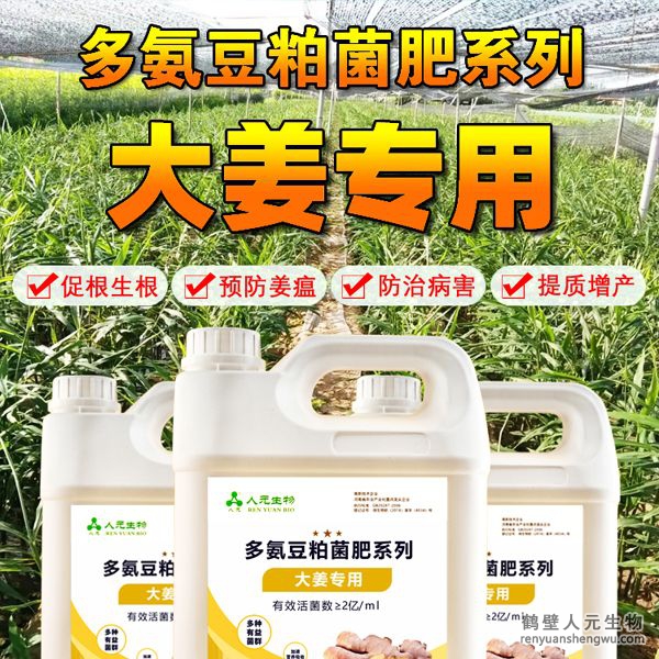 多氨豆粕菌肥系列大姜專用肥由河南省微生物菌劑工程技術(shù)研究中心研制，鶴壁市人元生物技術(shù)發(fā)展有限公司生產(chǎn)，本品是以固態(tài)發(fā)酵豆粕為主要原料，豆粕經(jīng)過有益微生物菌種發(fā)酵分解，充分釋放游離氨基酸，同時(shí)輔以枯草、地衣、膠凍樣芽孢桿菌等有益菌群。